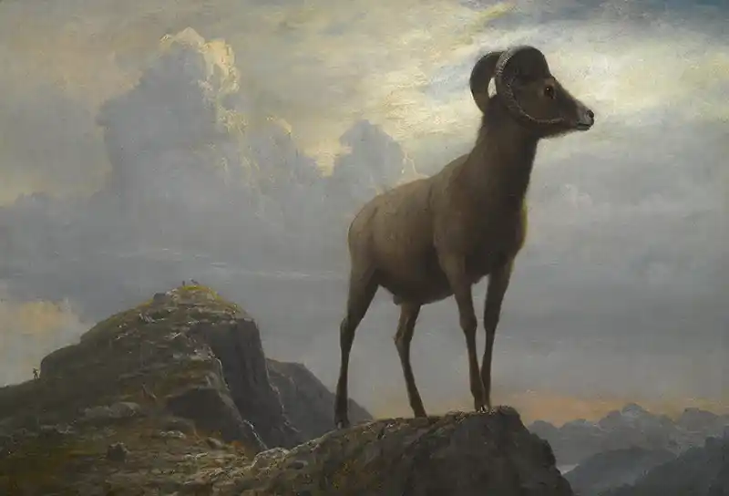Study Of A Bighorn Ram